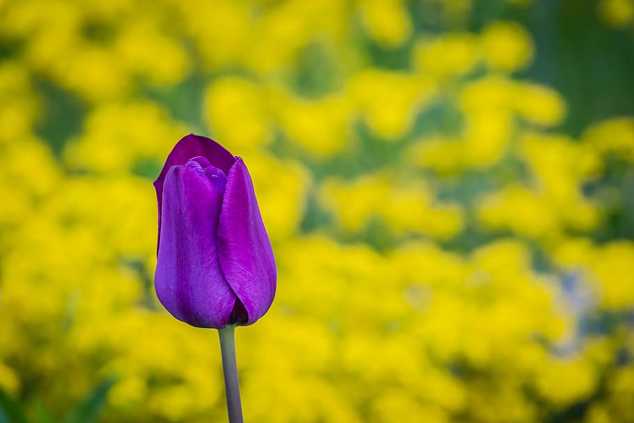 romania, flower, flowering plant, vulnerability, fragility HD wallpaper