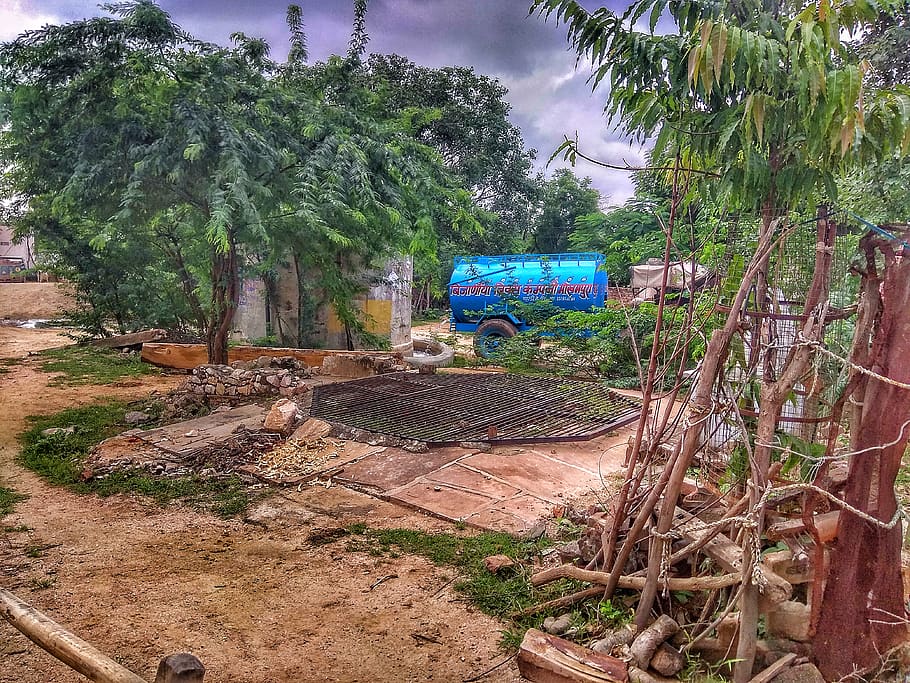 india, mokhampura, mokhumpura nh-8 ajmer road, plant, tree, HD wallpaper
