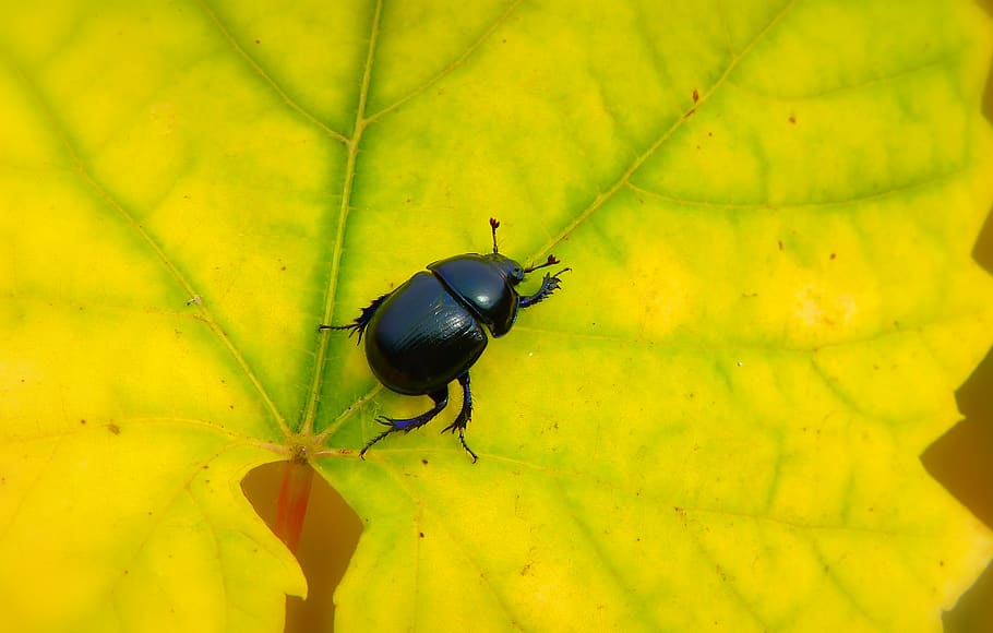 insect, invertebrate, animal themes, animal wildlife, animals in the wild HD wallpaper
