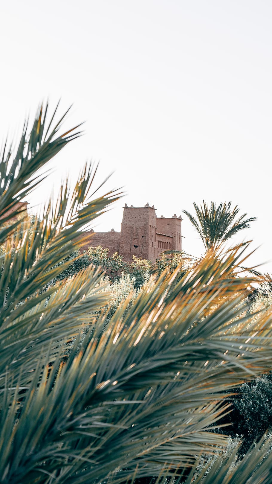 green palm tree, architecture, built structure, building exterior HD wallpaper