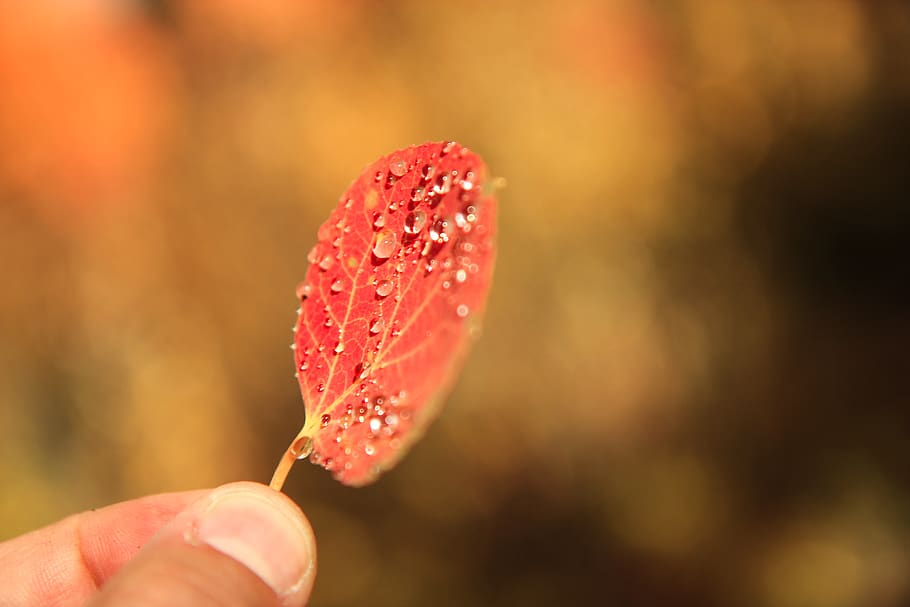 autumn, leaf, leaves, fall, water drop, human hand, human body part HD wallpaper