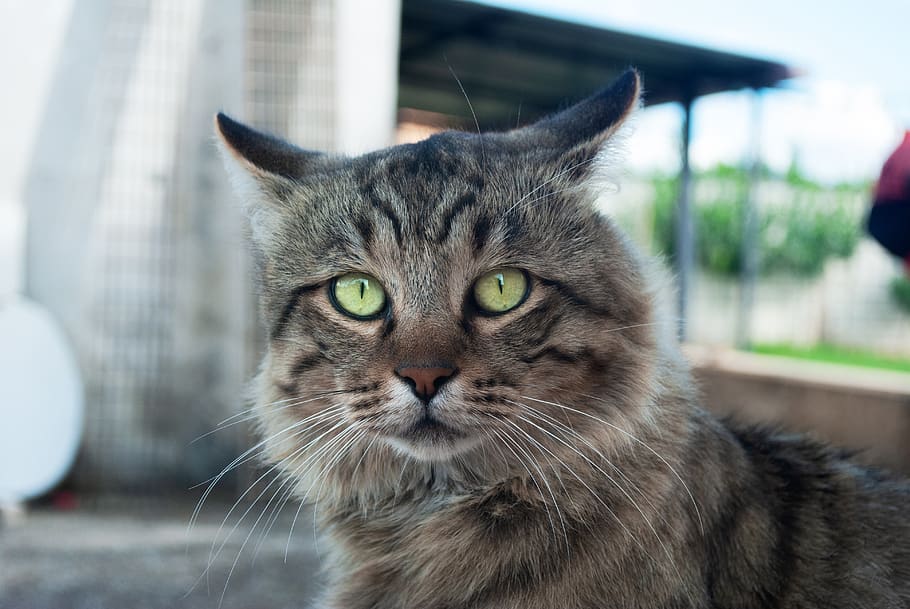 cat, animal, look, predator, fur, nature, domestic, domestic animals HD wallpaper