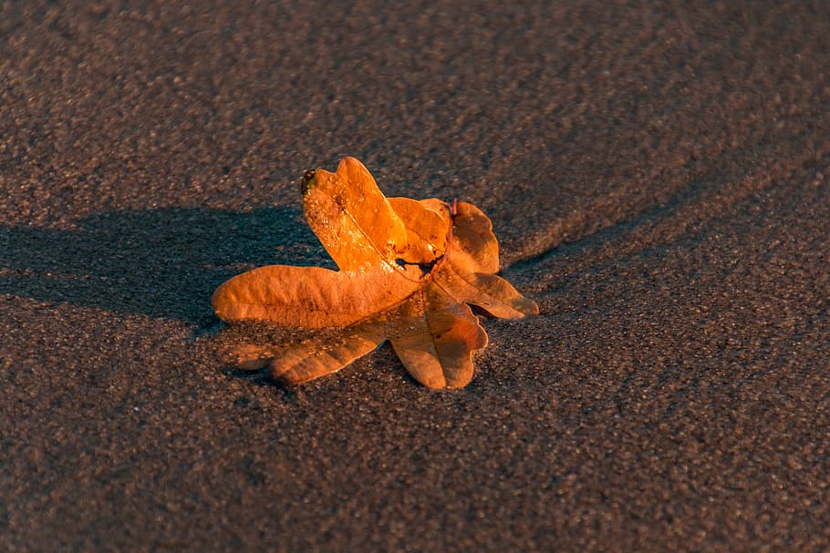 leaf, nature, water, beach, autumn, leaves, colorful, fall foliage HD wallpaper