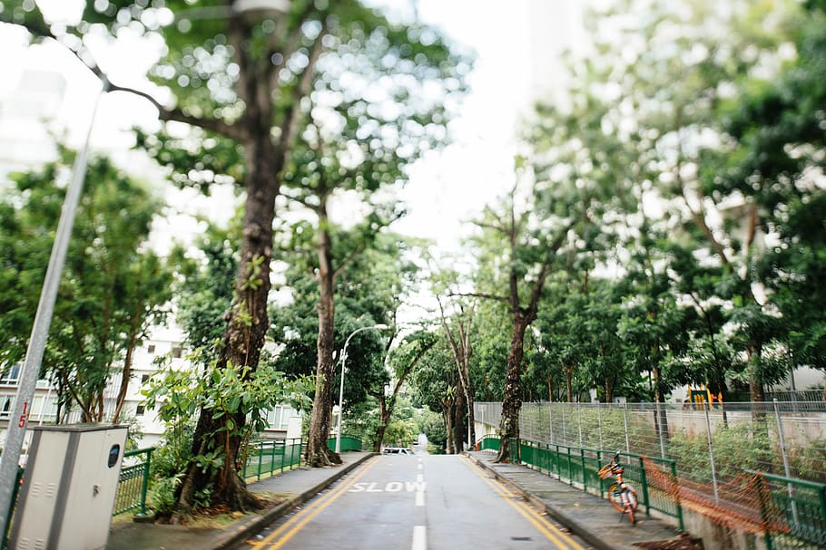 tree, plant, the way forward, direction, road, transportation HD wallpaper