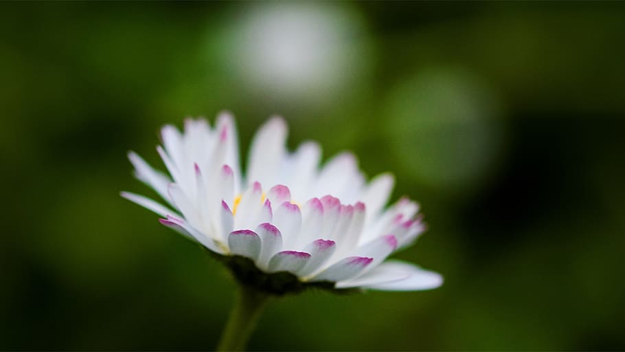 daisies, spring, nature, bloom, flora, beauty, close, colorful HD wallpaper