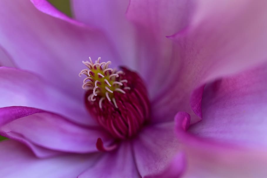 macro, flower, close up, flora, flowering plant, freshness HD wallpaper