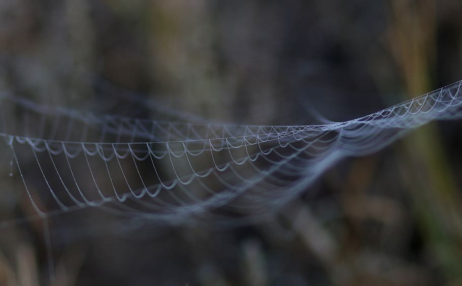 spider web, drops, dew, morning, autumn, water, wet, close-up HD wallpaper