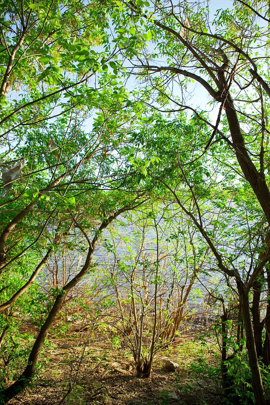 tree, countryside, day, daylight, dream, environment, foliage HD wallpaper