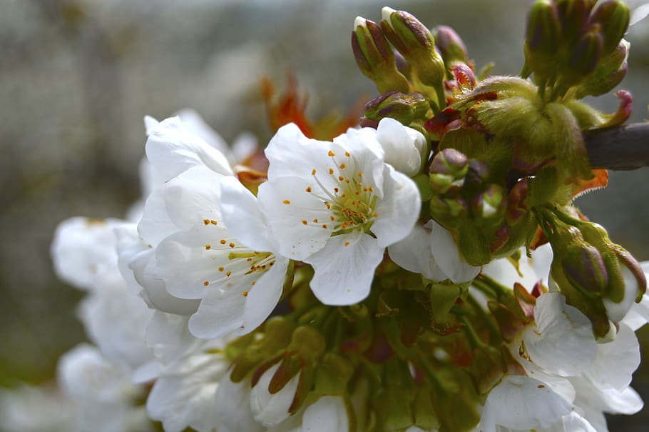 spring, cherry, cherry blossom, flower, flowers, nature, plants HD wallpaper