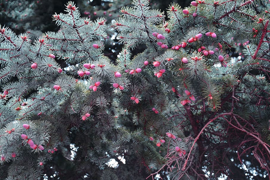 forest, tree, green, plant, growth, beauty in nature, flower HD wallpaper