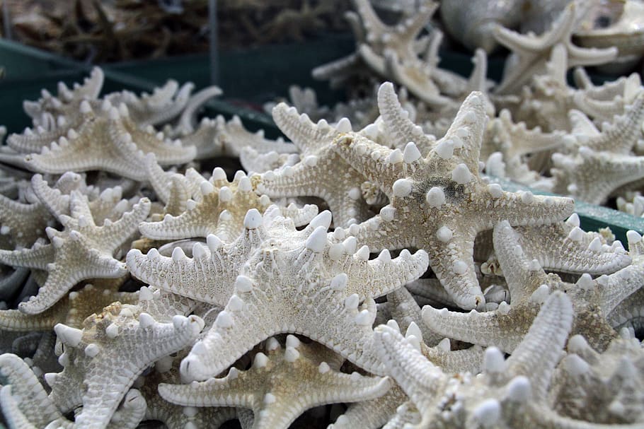 shells, ocean, starfish, caribbean, no people, close-up, christmas HD wallpaper