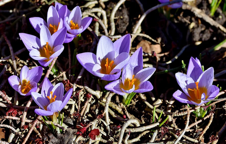 crocus, early bloomer, blossom, spring, spring flower, the beginning of spring HD wallpaper