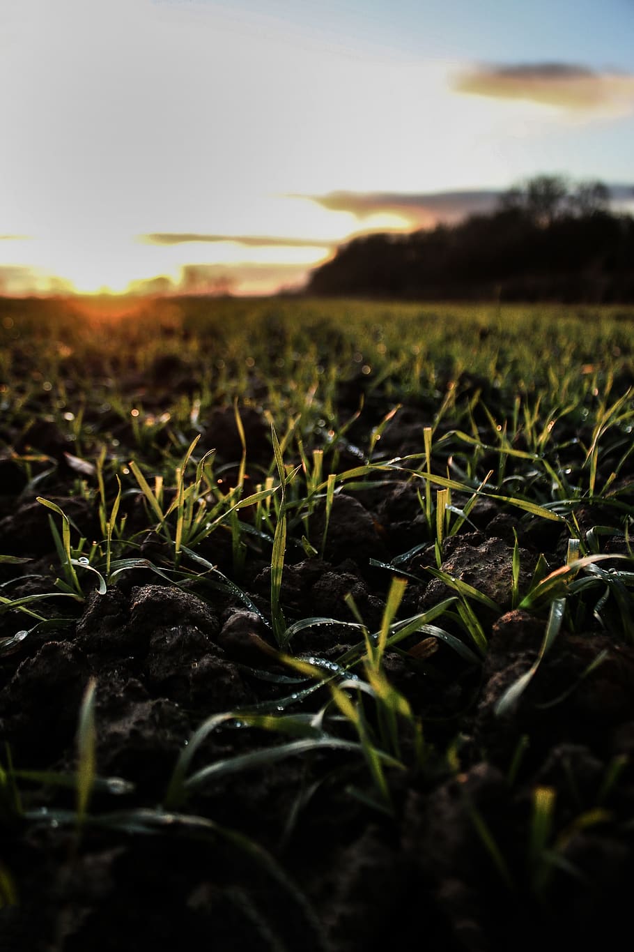 grass, field, sunrise, sunset, growth, sky, plant, nature, landscape HD wallpaper