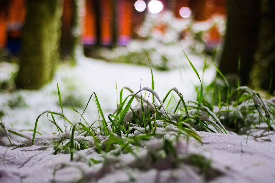 iran, quchan, snow, selective focus, plant, growth, cold temperature HD wallpaper