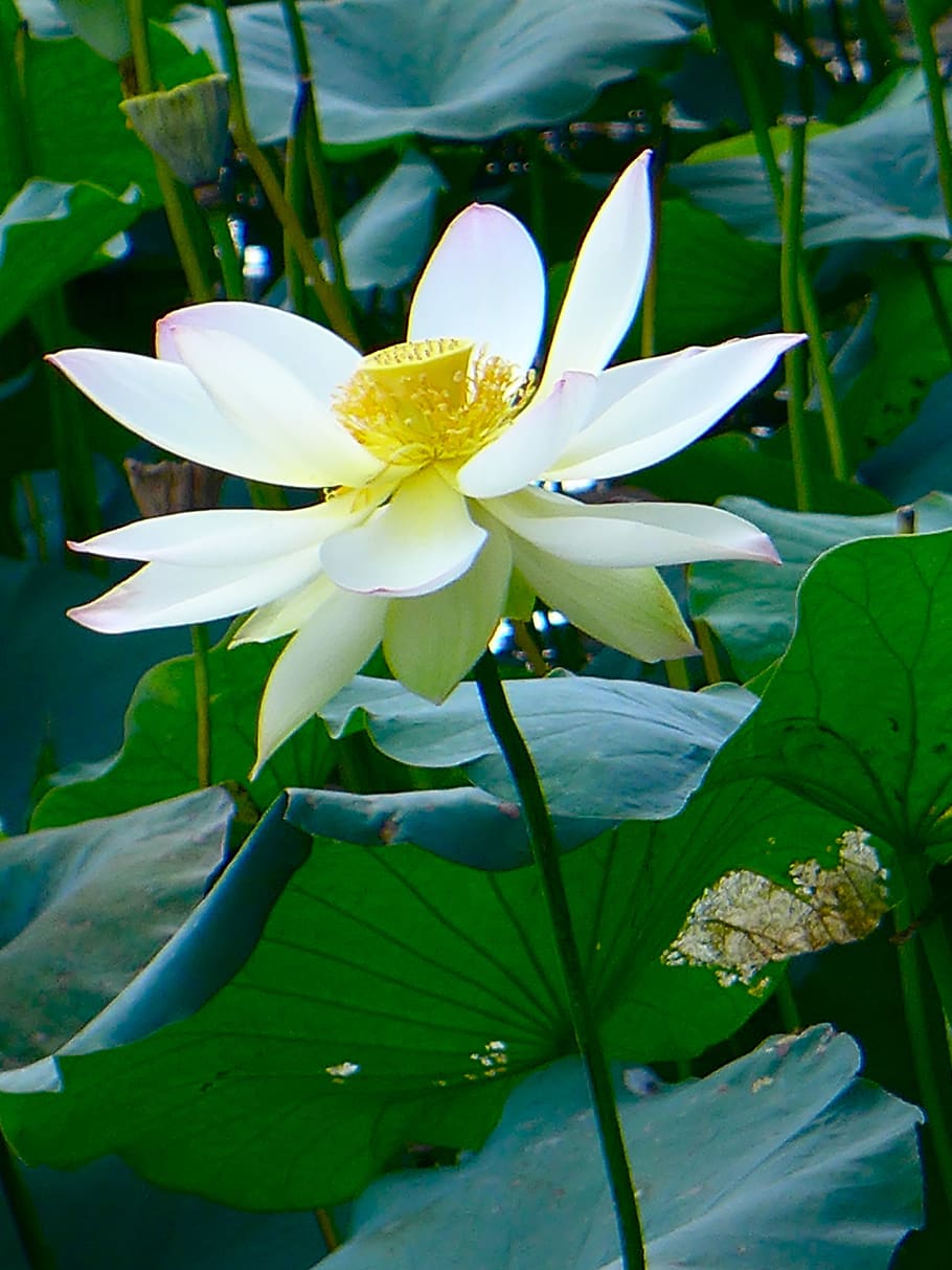 lotus, white lotus, flower, flowering plant, beauty in nature, HD wallpaper