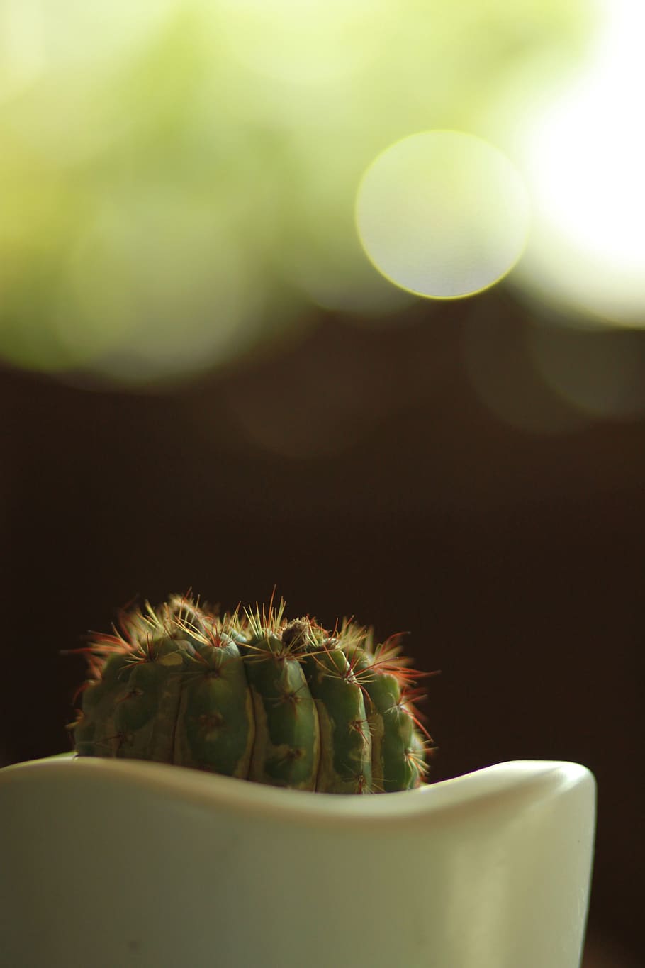 cactus, plants, thorn, potted plant, tropical plants, pointed, HD wallpaper