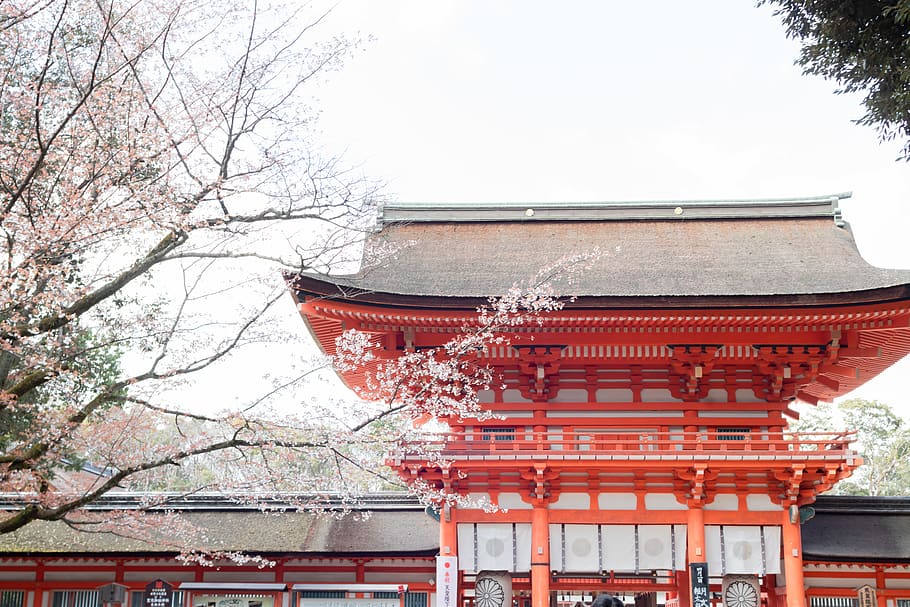 temple, building, architecture, shrine, worship, pagoda, sakura HD wallpaper