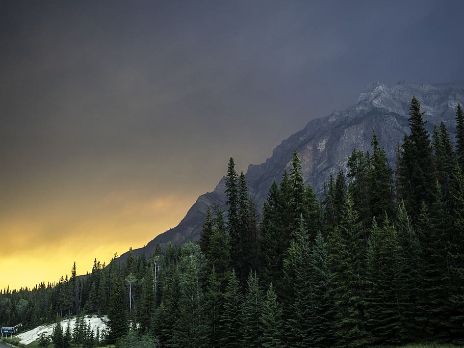 green leaf trees near mountain, plant, fir, abies, conifer, pine HD wallpaper