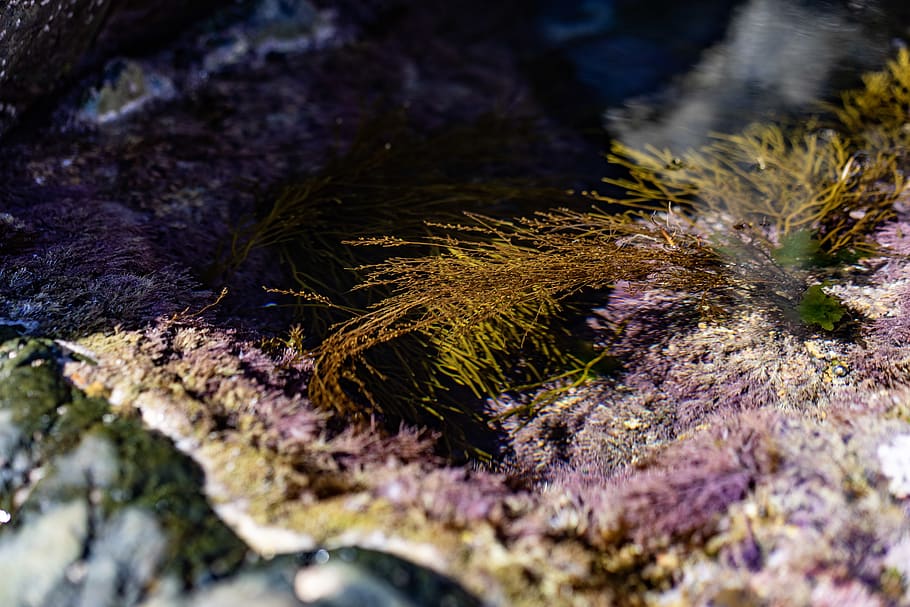 HD wallpaper: plant, moss, algae, sea life, animal, sea anemone,  invertebrate | Wallpaper Flare