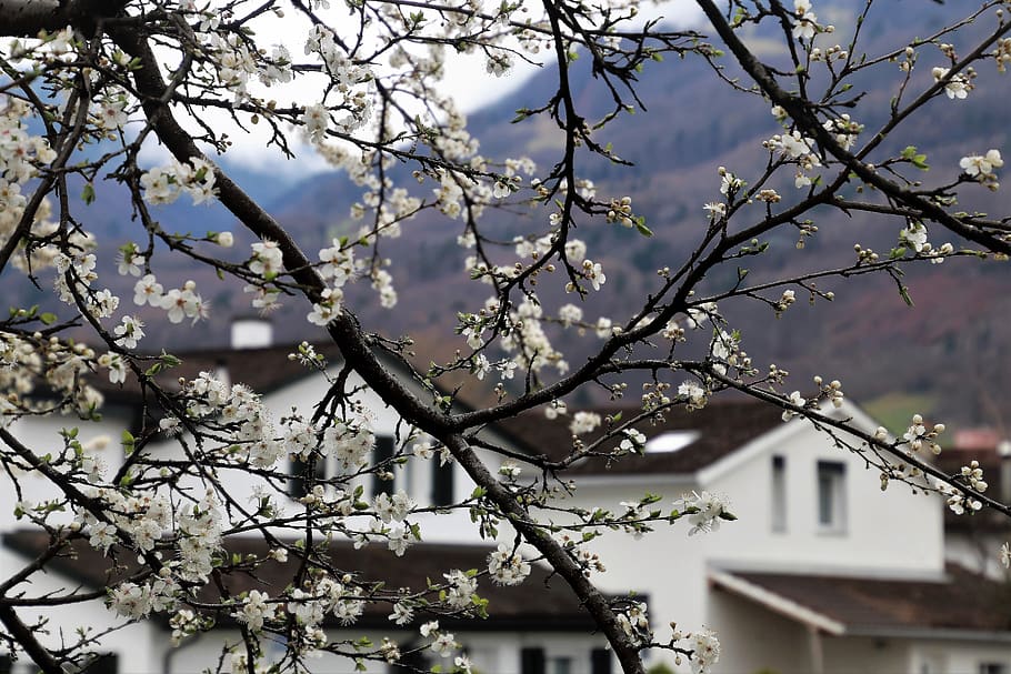 tree, branch, cherry, season, at the court of, architecture HD wallpaper
