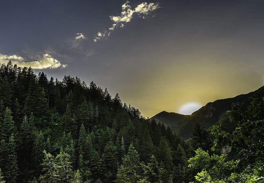 Forest Sunrise View, clouds, conifer, dawn, daylight, environment HD wallpaper