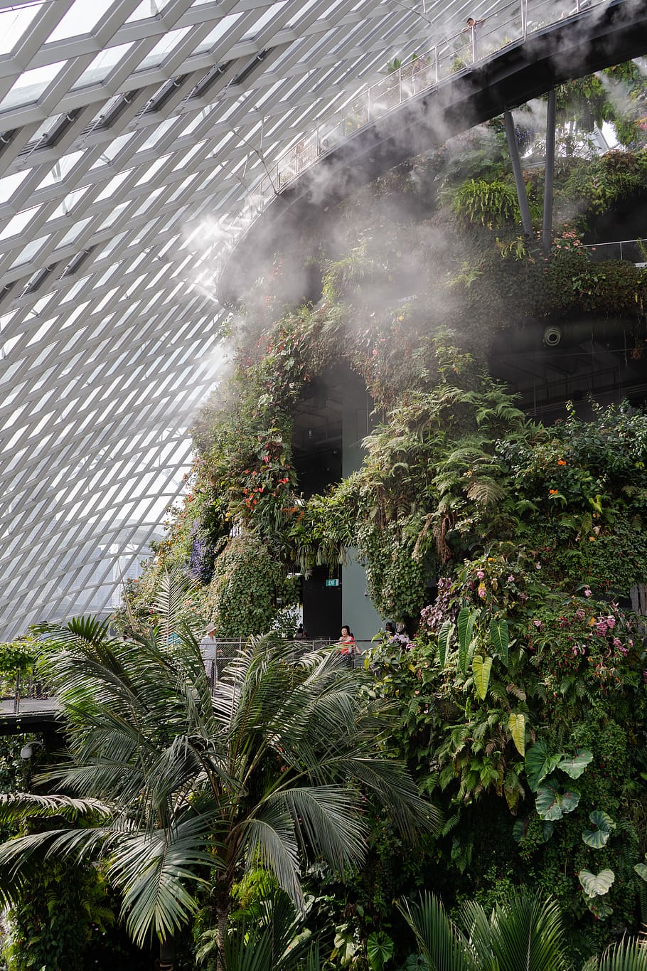 singapore, cloud forest, plant, tree, growth, architecture HD wallpaper