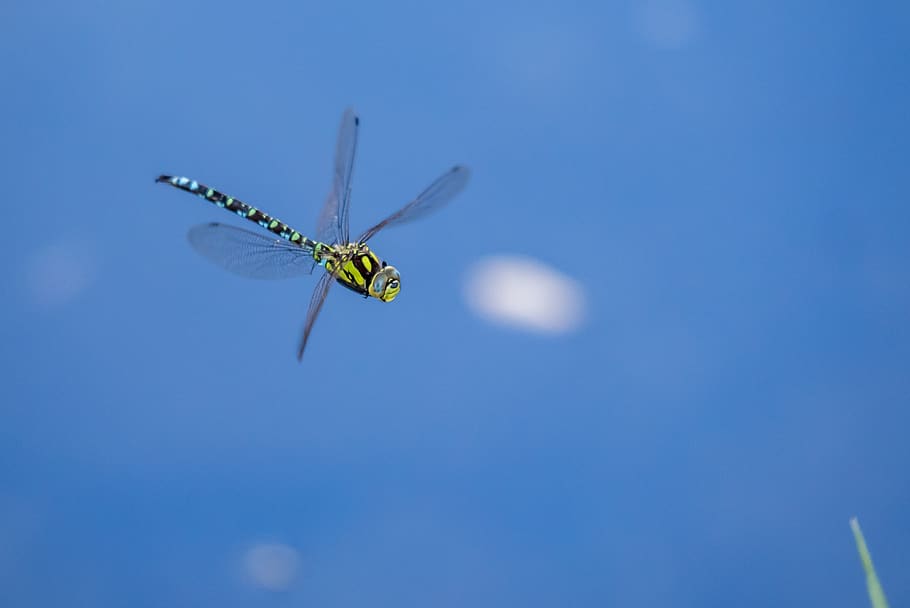 Fly blue. Полет насекомых. Blue Dragonflies. Dragonflies mating in Air.