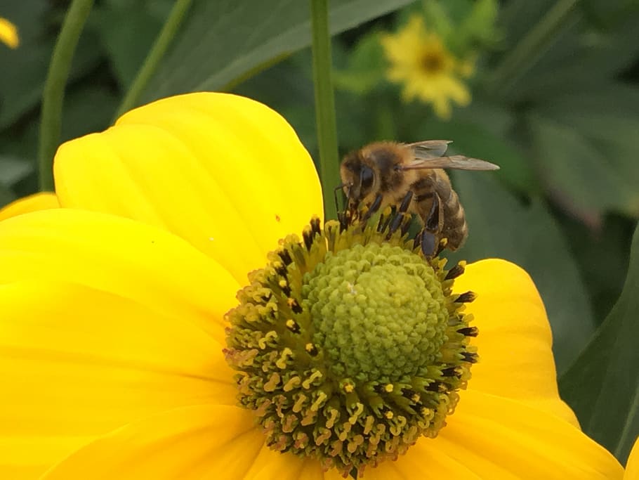 pollination, nectar, stamens, close up wasp, flower, insekt, HD wallpaper