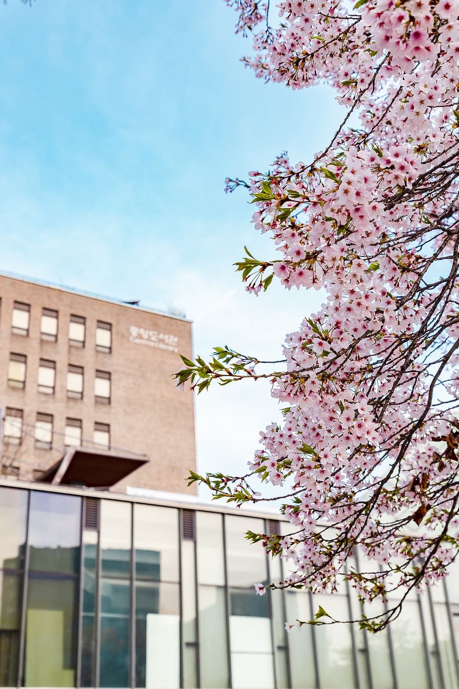 pink petaled flowers, tree, plant, building exterior, built structure HD wallpaper