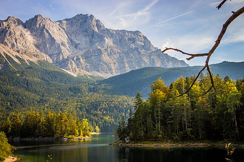 forest across white mountain during daytime, tree, plant, nature HD wallpaper