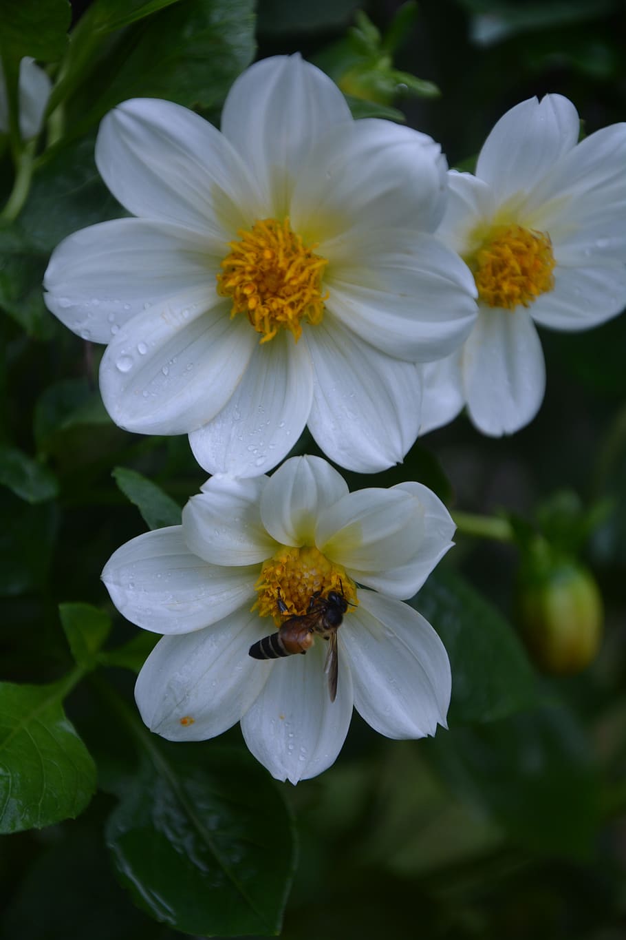 flower, bee, pollen, insect, petals, plants, pollination, flowering plant HD wallpaper