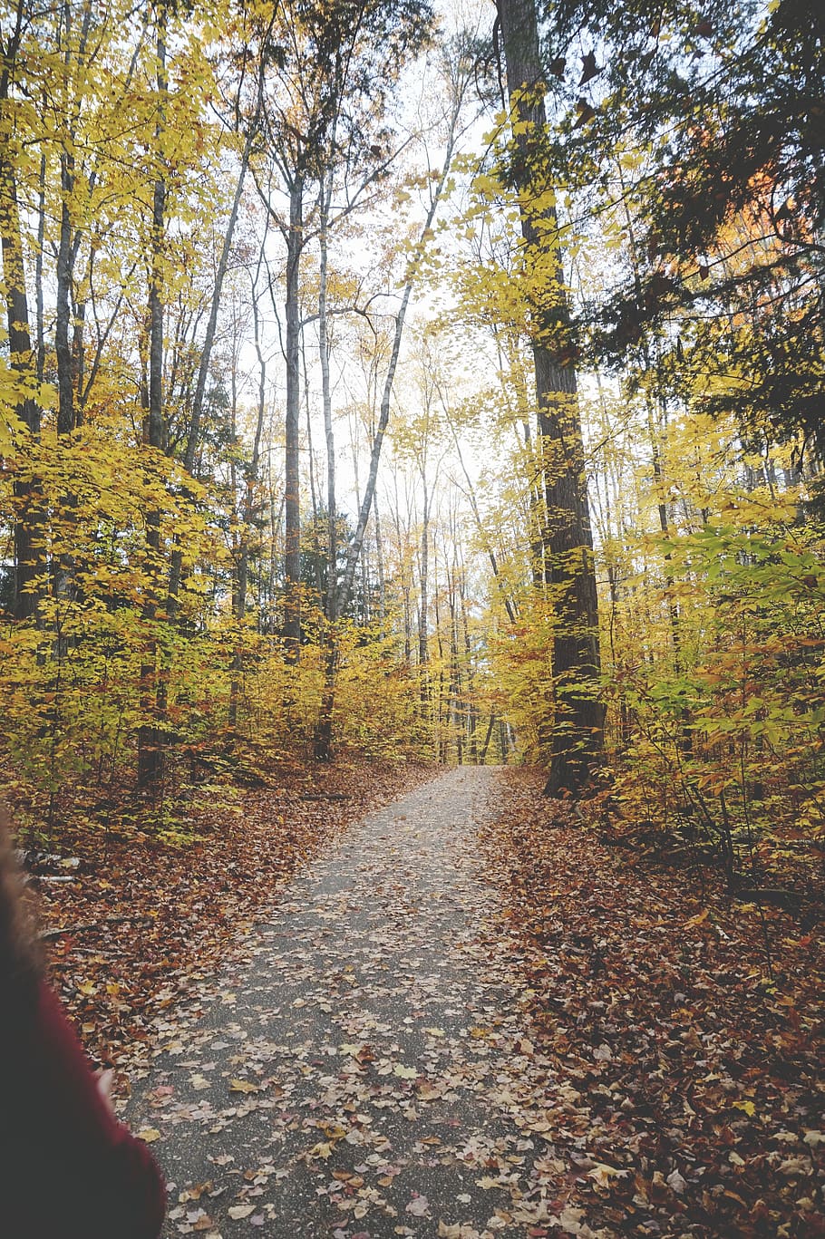 pathway between trees during daytime, autumn, plant, change, forest HD wallpaper