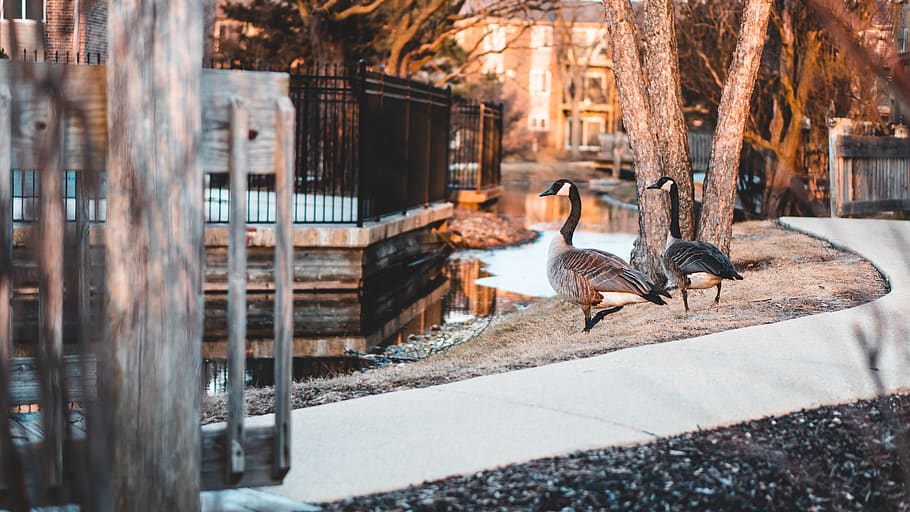 Mallard Ducks on Park Beside Water, animals, cold, daylight, pond HD wallpaper