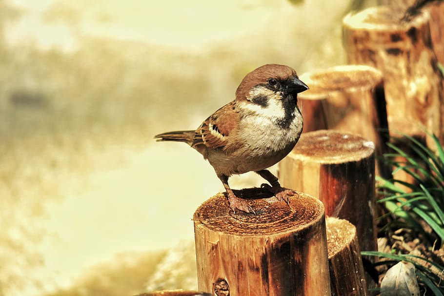 nature, bird, wildlife, compact, animal, outdoor, wood, vertebrate HD wallpaper