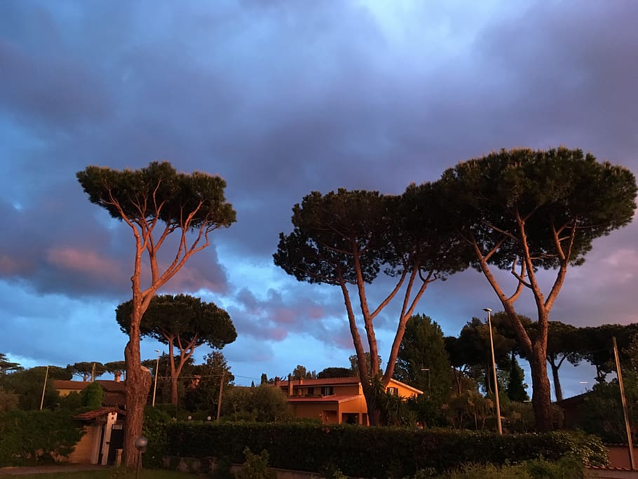 Concrete Houses Surrounded With Trees, backlit, clouds, colors HD wallpaper