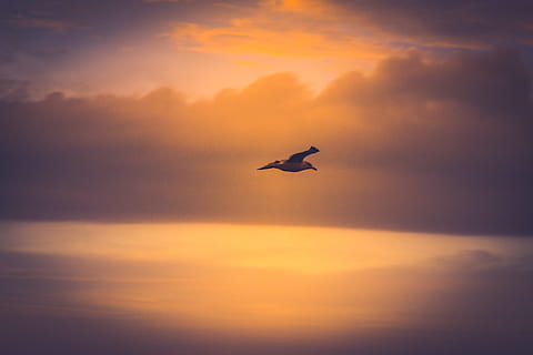 bird in flight, flying, animal, kingston, canada, an gorta mor park HD wallpaper
