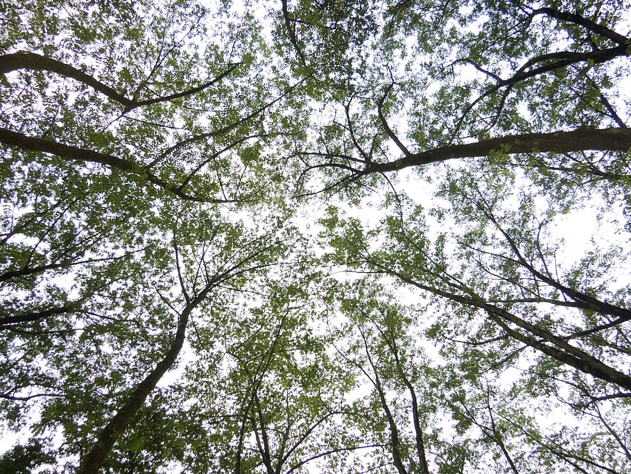 trees, forest, abstract, sky, contrast, plant, low angle view HD wallpaper