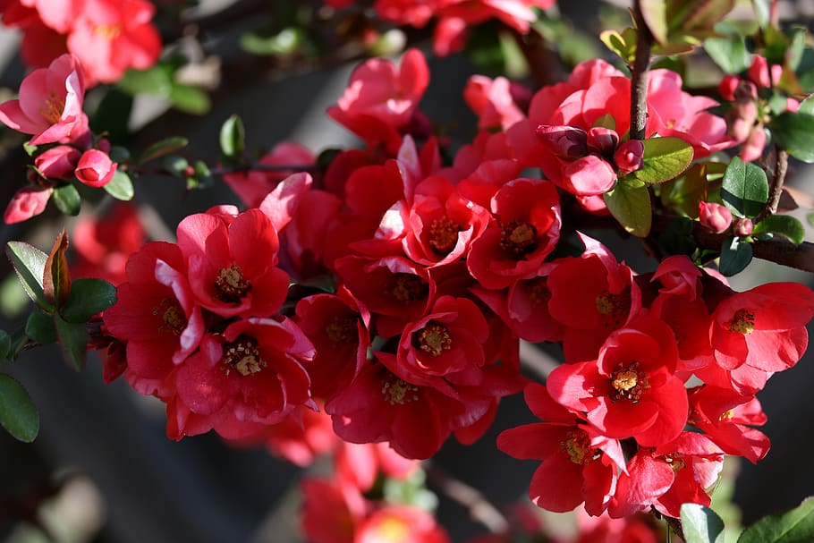 flowers, red, casey, tree, bush, supplies, spring, flora, color HD wallpaper