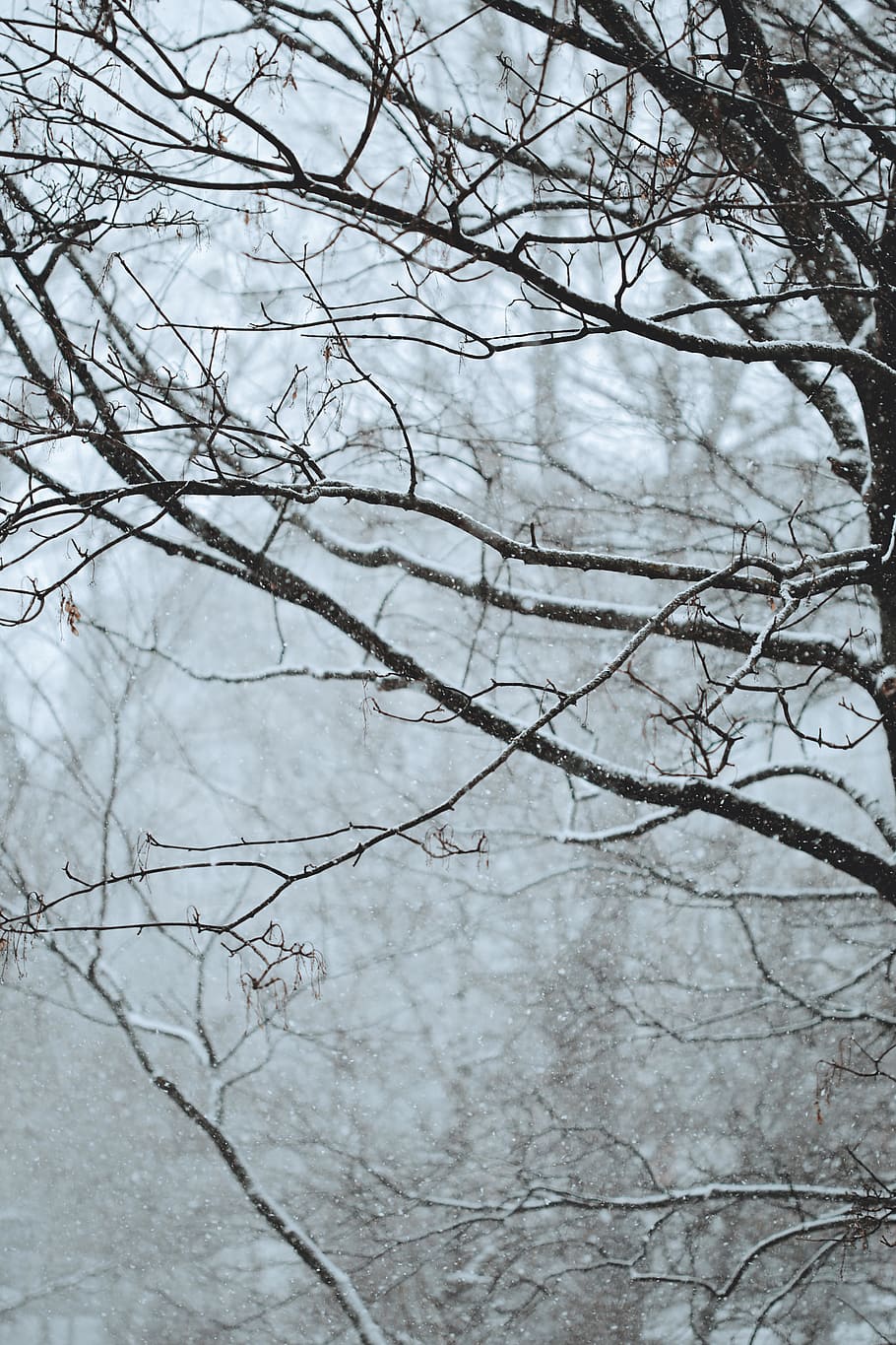 snow covered leafless trees, bare tree, branch, winter, plant HD wallpaper