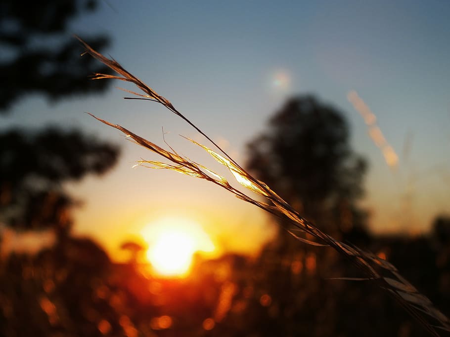 bokeh, focus, macro, grass, sky, field, sunset, dawn, nature HD wallpaper