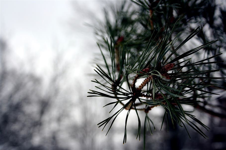 tree, trees, fir, pine, pine tree, fir tree, conifer, needle HD wallpaper