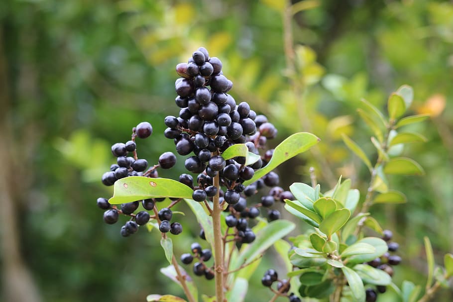 raisin, black, forest, fruit, healthy eating, growth, food and drink HD wallpaper