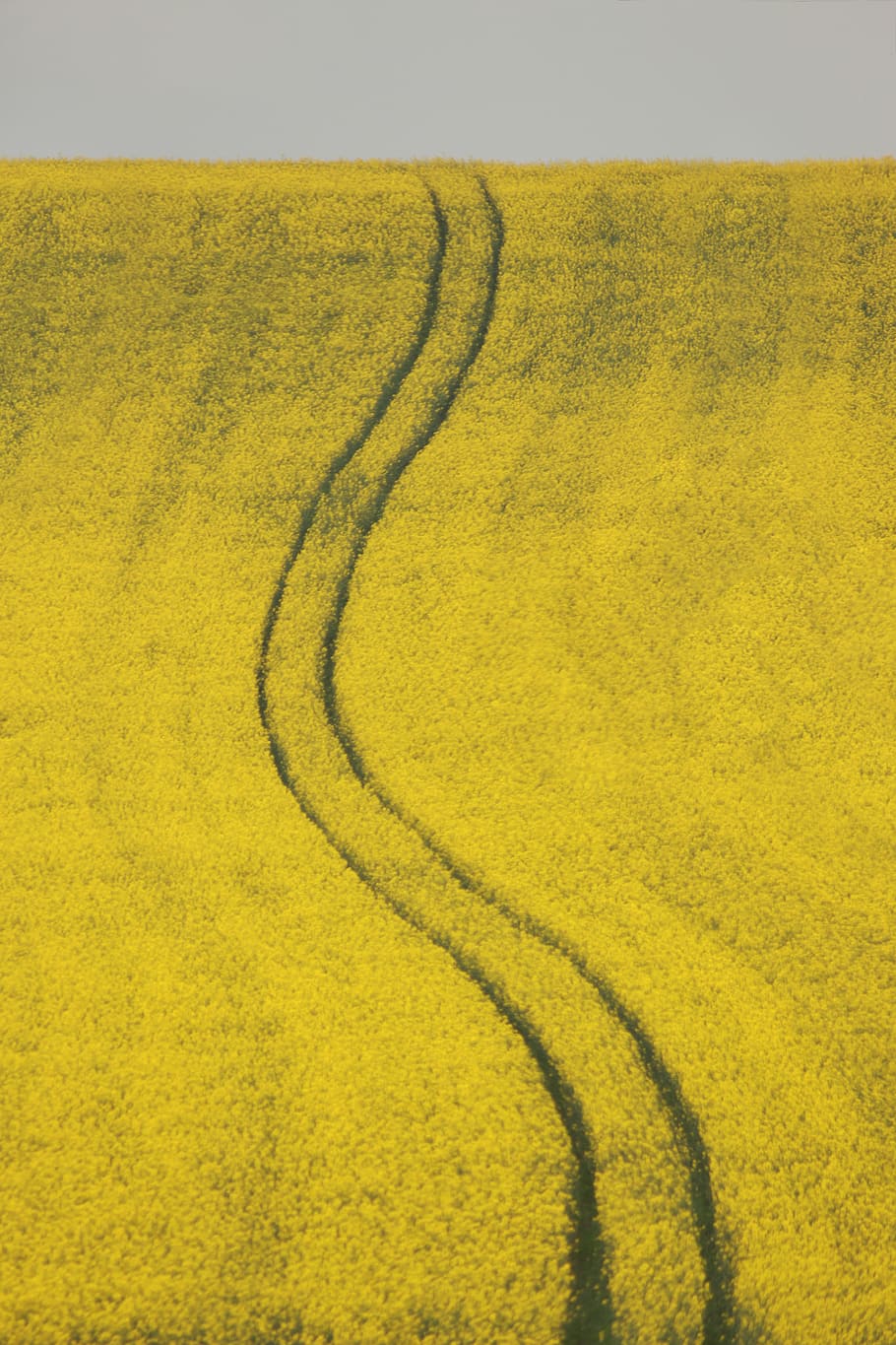 grass zig zag pathways, yellow, landscape, no people, environment HD wallpaper