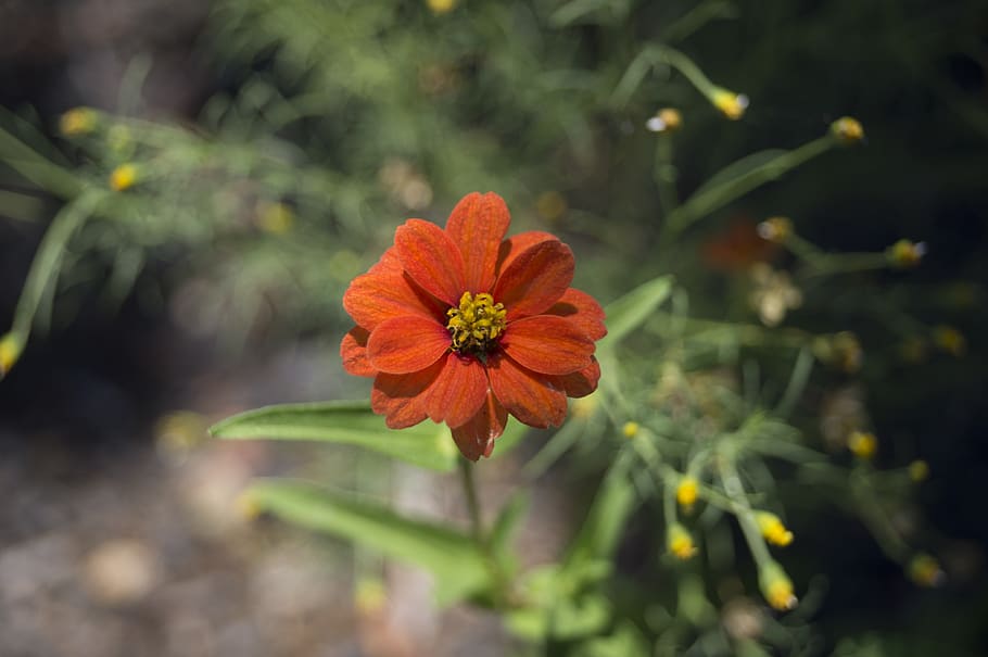 australia, flower, flowering plant, vulnerability, fragility HD wallpaper