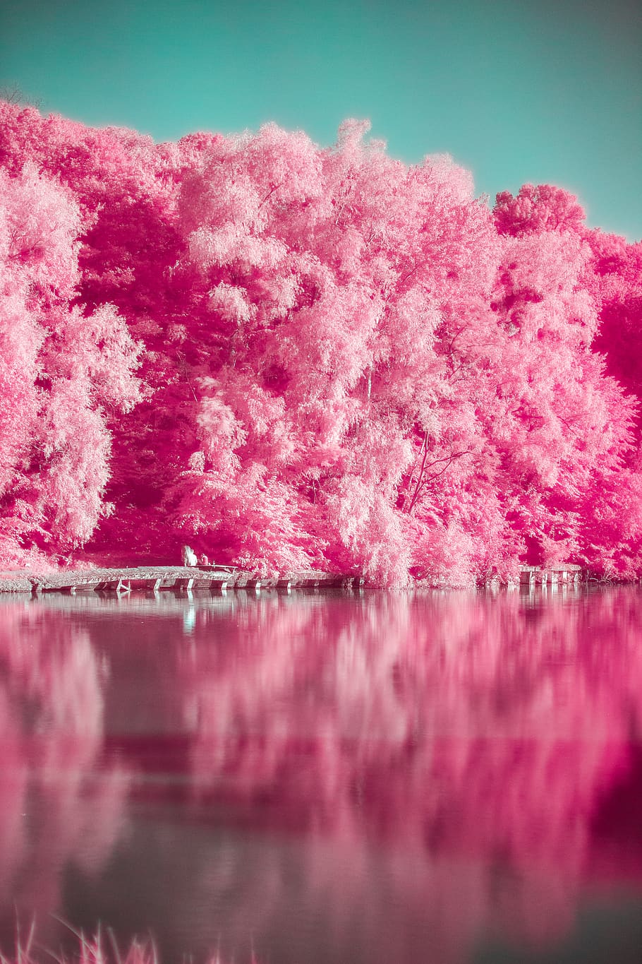 pink trees beside body of water during daytime, pink color, reflection