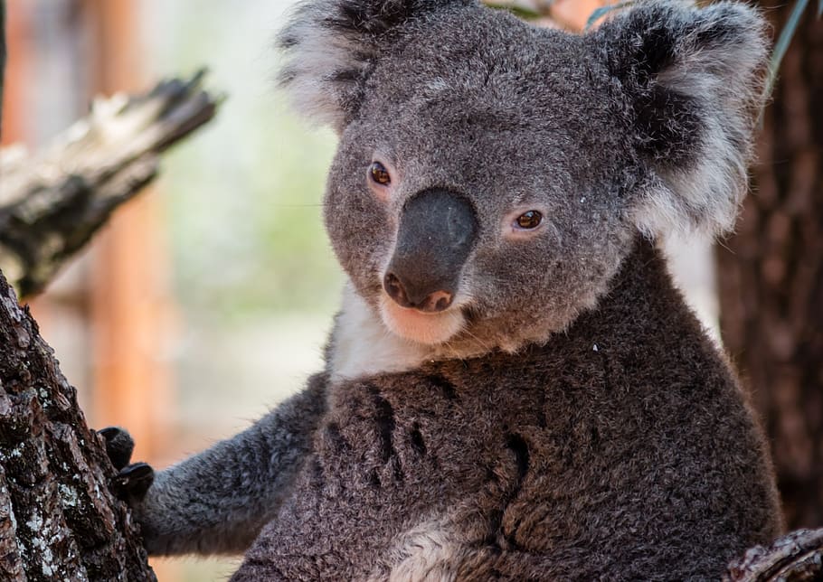 koala, zoo, tree, bear, animal wildlife, mammal, focus on foreground HD wallpaper