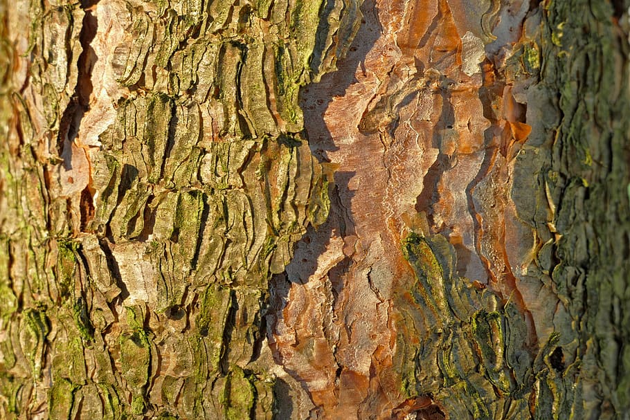 tree, bark, wood, textures, nature, forest, background, trunk HD wallpaper