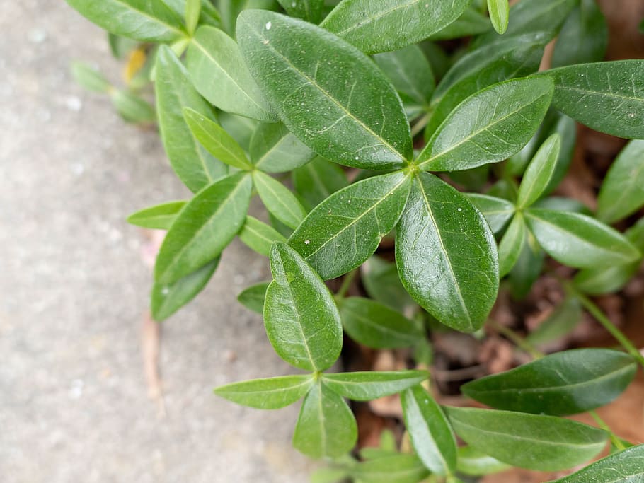 Green Leaves, Macro, Nature, stone, leaf, plant part, green color HD wallpaper
