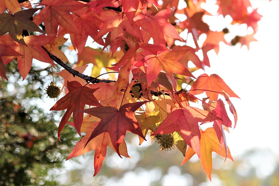maple, acer, colorful leaves, branch, tree, autumn, season, HD wallpaper