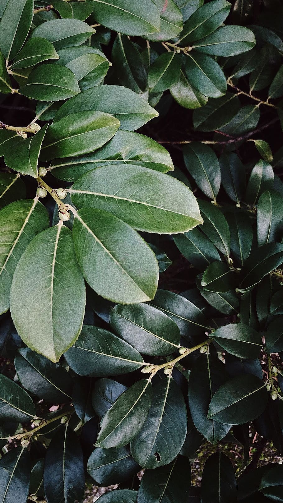 plant, leaf, tree, annonaceae, nature, plats, green, veins HD wallpaper